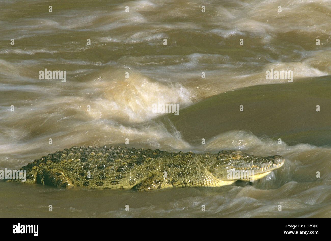 Nil-Krokodil (Crocodylus Niloticus) Stockfoto