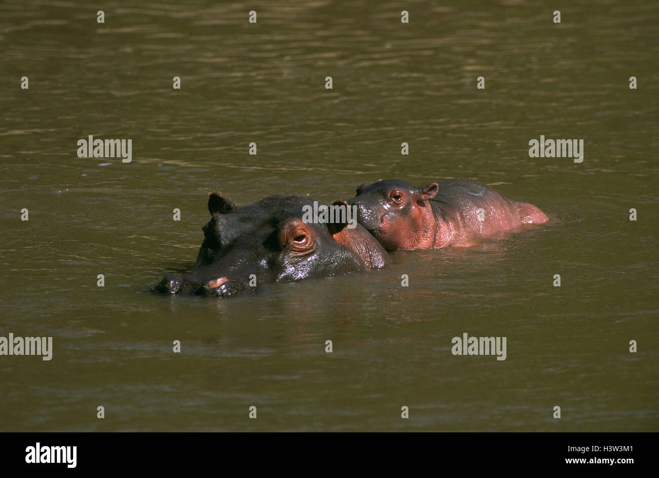 Flusspferd (Hippopotamus Amphibius) Stockfoto