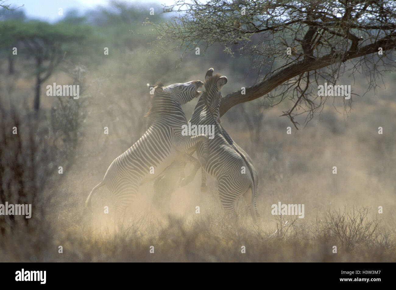 GREVY Zebras (Equus Grevyi) Stockfoto