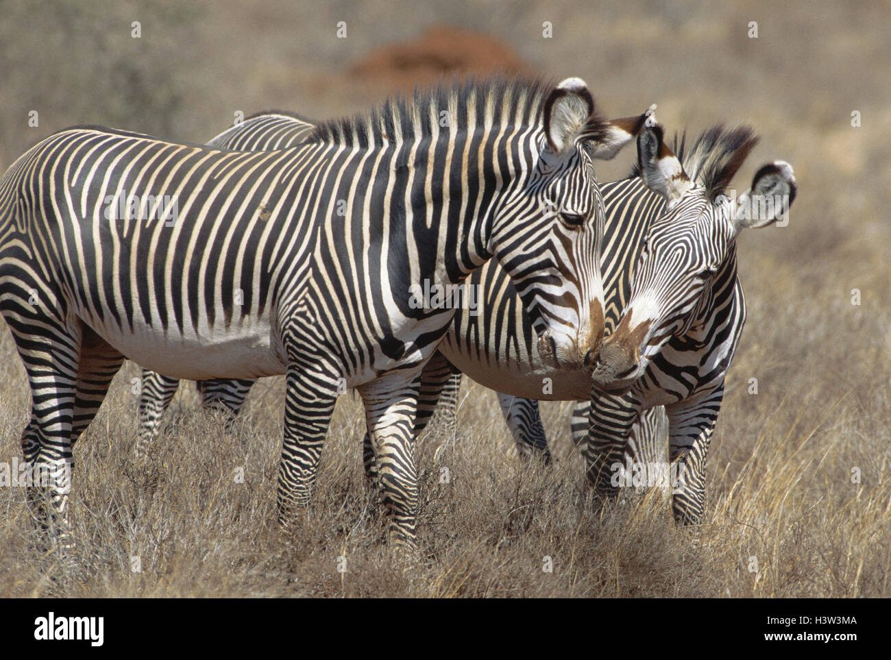 GREVY Zebra (Equus Grevyi) Stockfoto