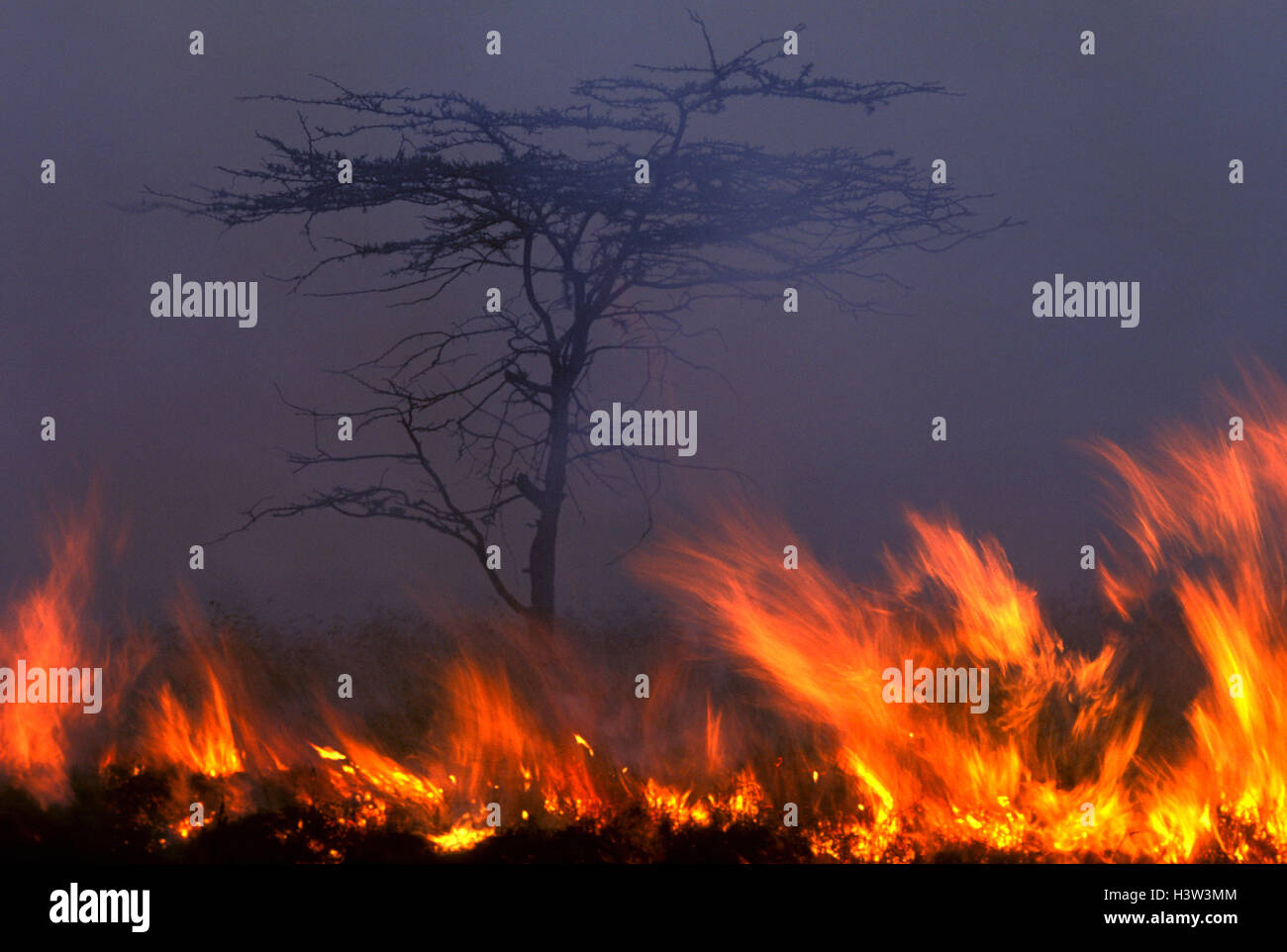 Feuer beleuchtet von Massai Graswuchs für ihr Vieh zu fördern, Stockfoto