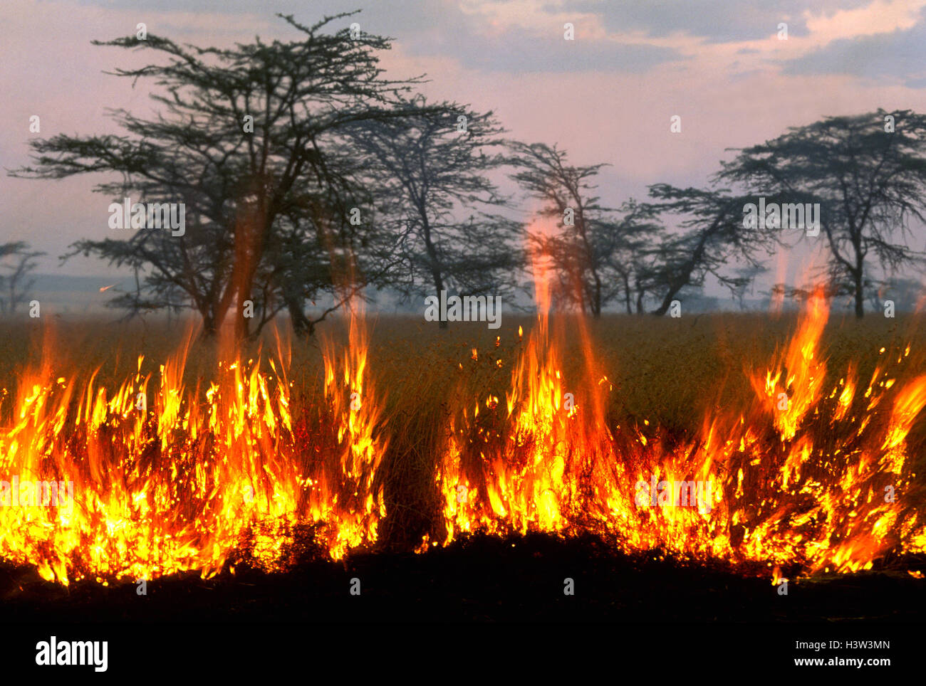 Feuer angezündet durch Massai Graswuchs für ihr Vieh zu fördern. Stockfoto