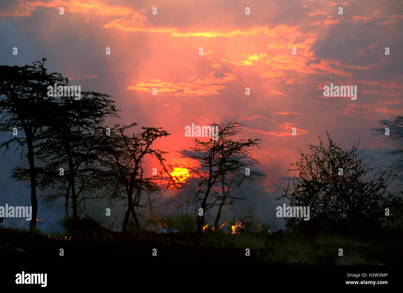 Feuer beleuchtet von Massai Graswuchs für ihr Vieh zu fördern, Stockfoto