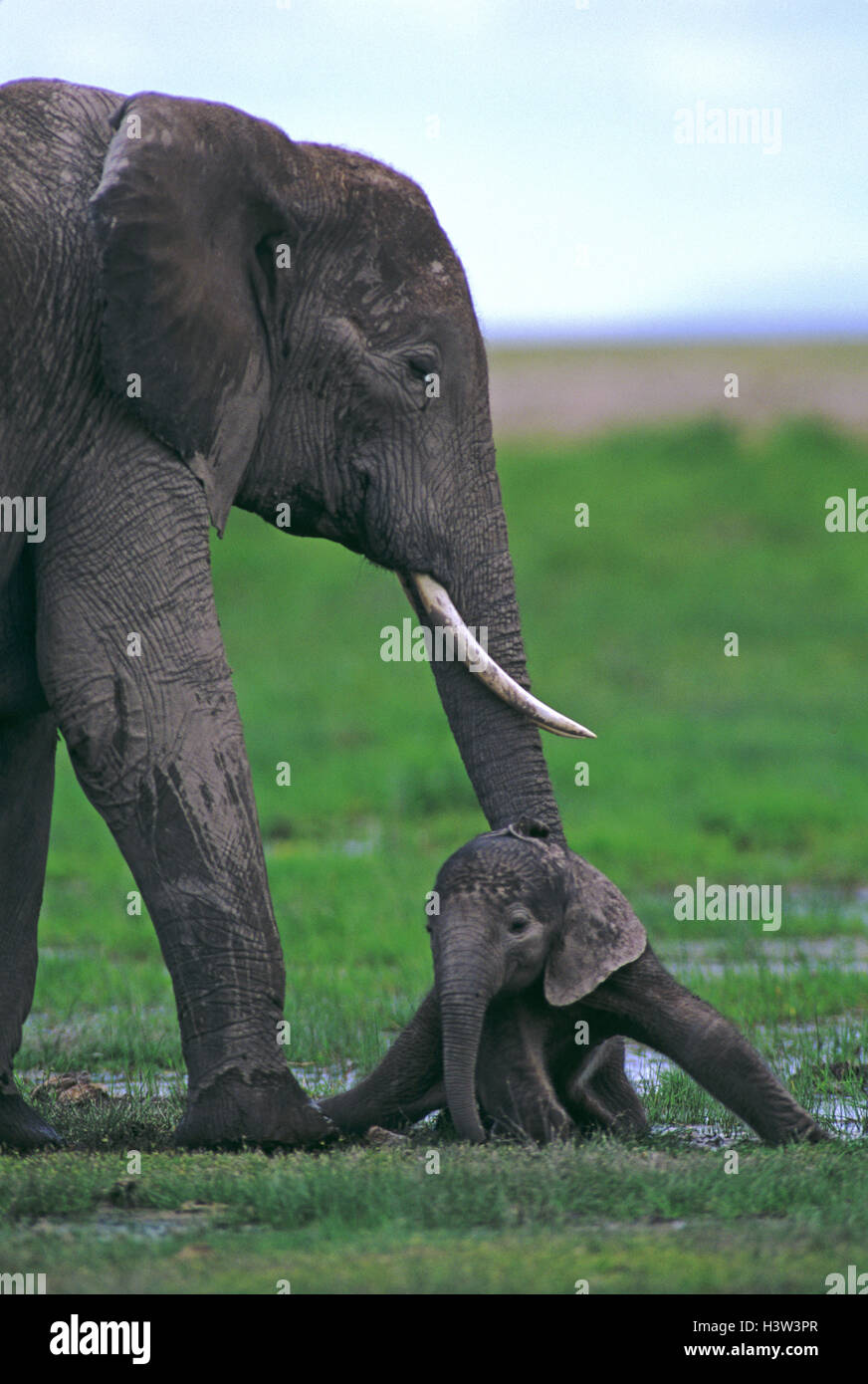 Afrikanischer Elefant (Loxodonta Africana) Stockfoto