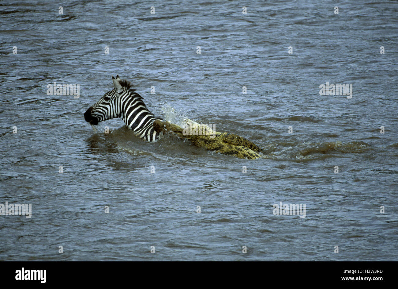 Nil-Krokodil (Crocodylus Niloticus) Stockfoto