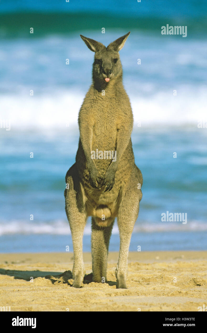 Eastern Grey Kangaroo (Macropus giganteus) Stockfoto