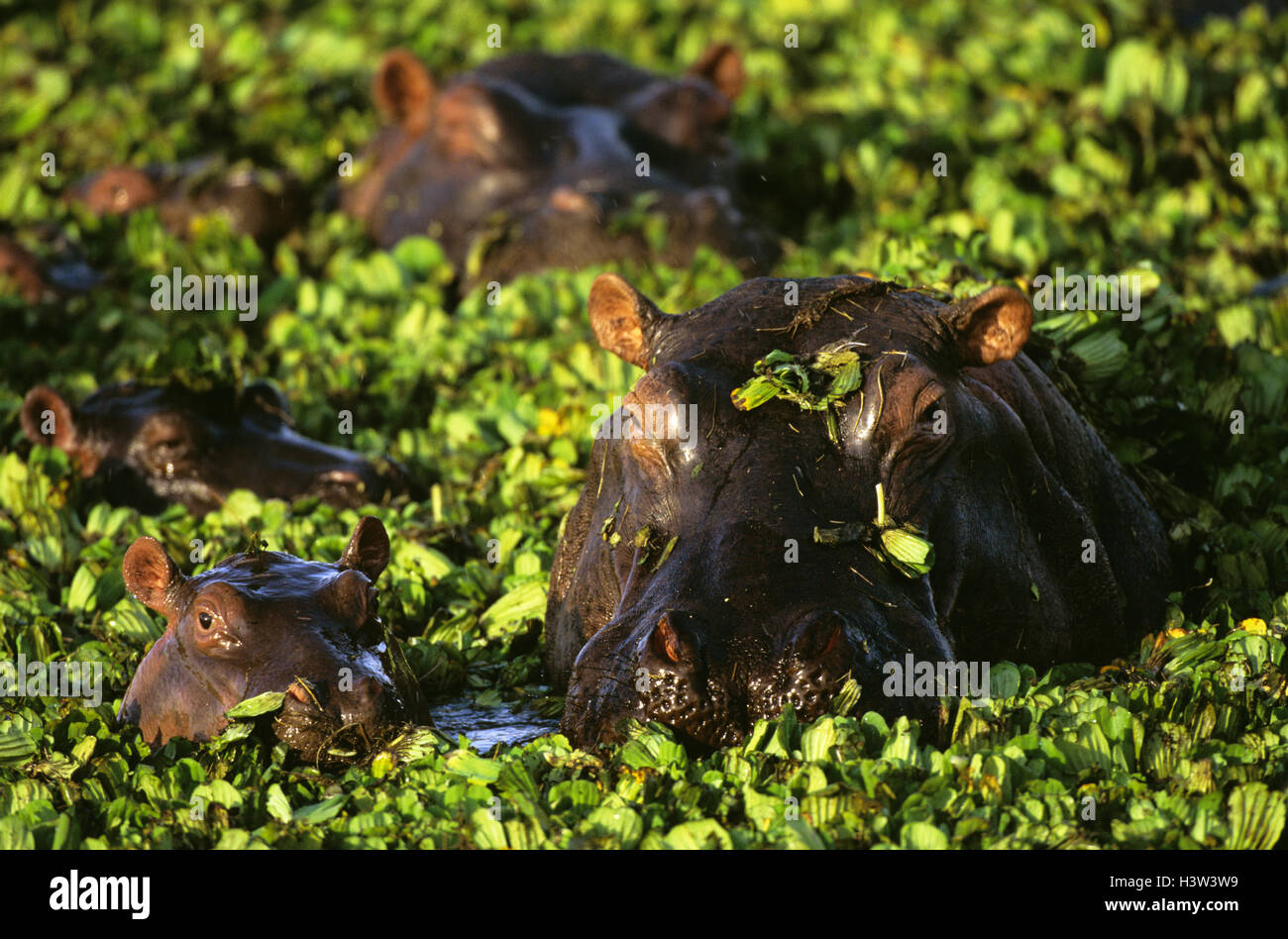 Flusspferd (Hippopotamus Amphibius) Stockfoto