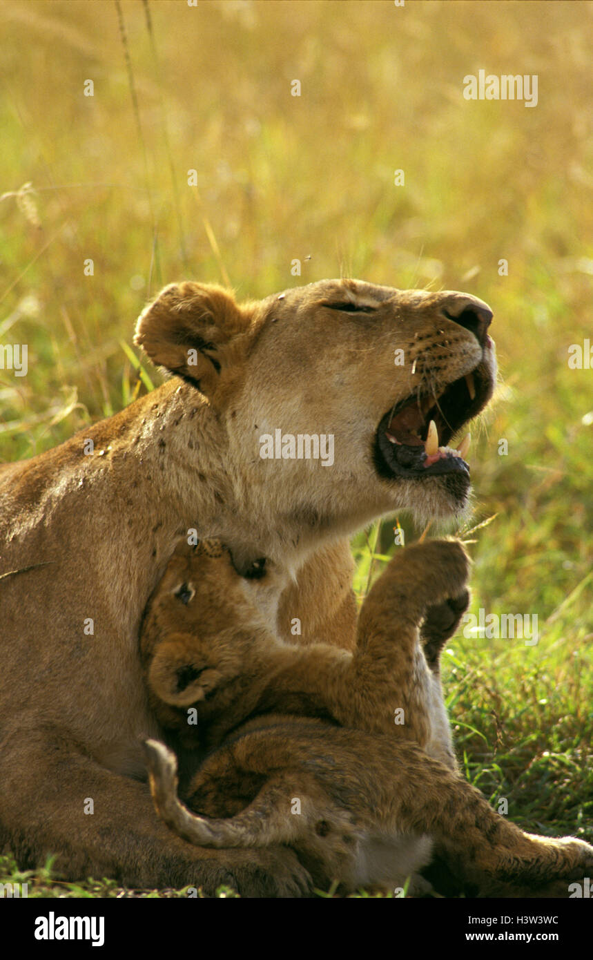 Afrikanischer Löwe (Panthera leo), Cub spielen mit Mutter. Masai Mara National Reserve, Kenia Stockfoto