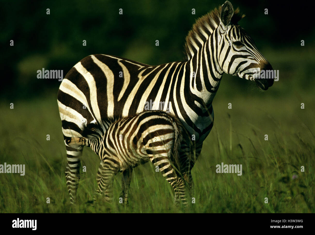 Grant's Zebras (Equus quagga boehmi), Stute und Fohlen. Masai Mara National Reserve, Kenia Stockfoto