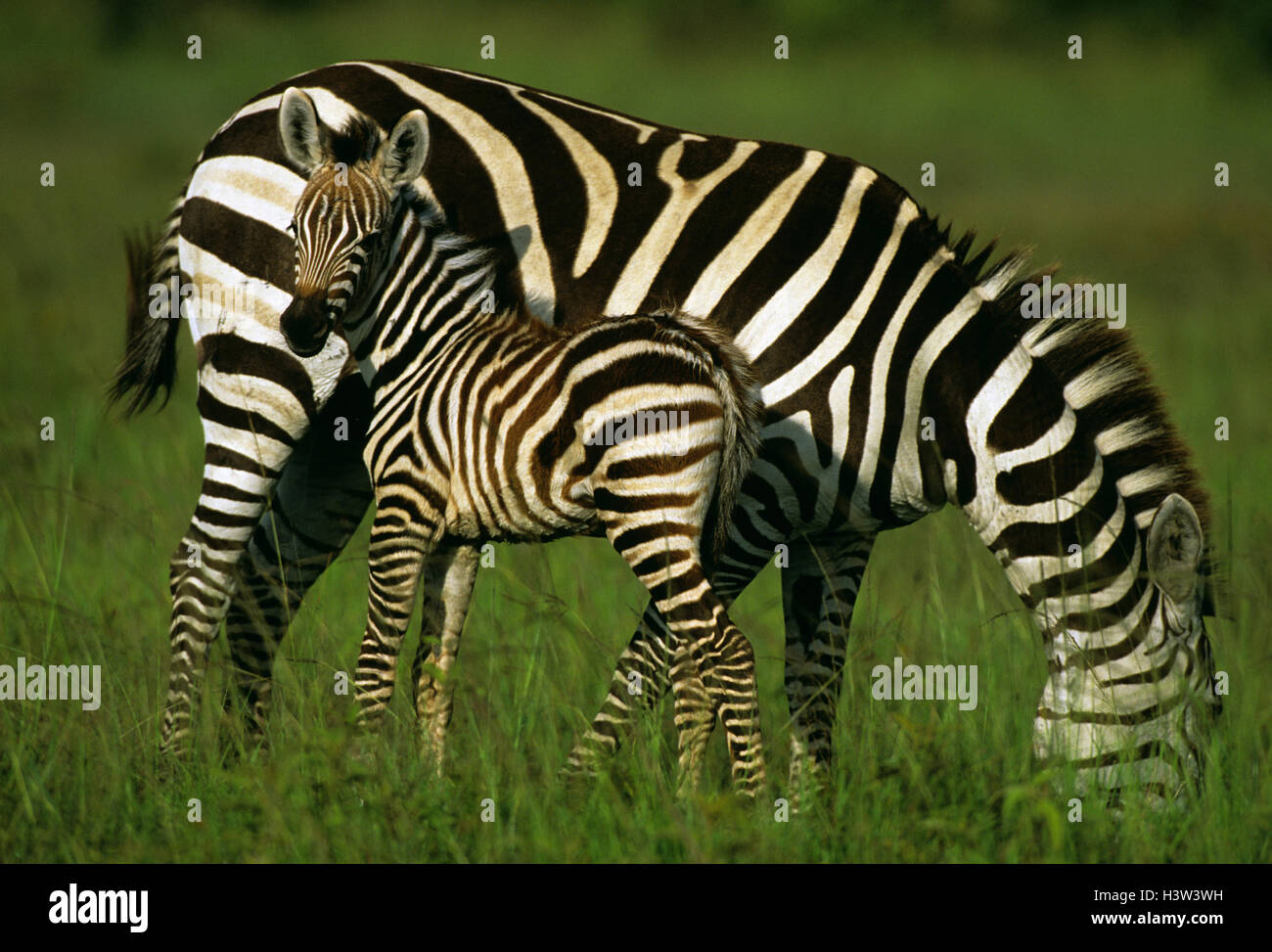 Grant's Zebras (Equus quagga boehmi), Stute und Fohlen. Masai Mara National Reserve, Kenia Stockfoto