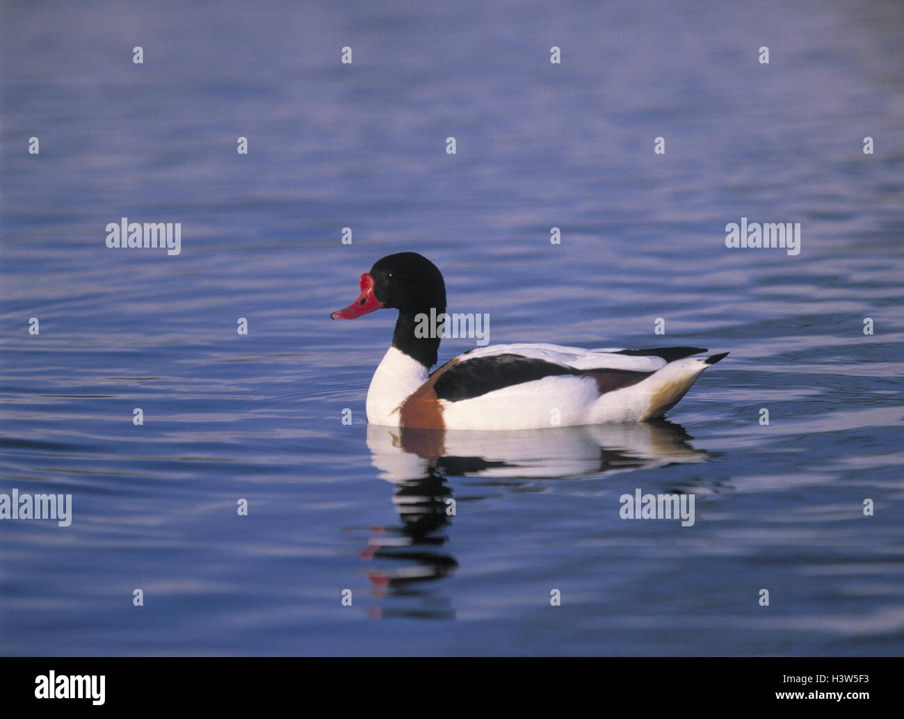 Gans, Tadorna Tadorna, Schwimmen Tiere, Tier, Vögel, Vogel, Anatids, halbe Gänse Feuer Feuer Ente, Männlich Stockfoto