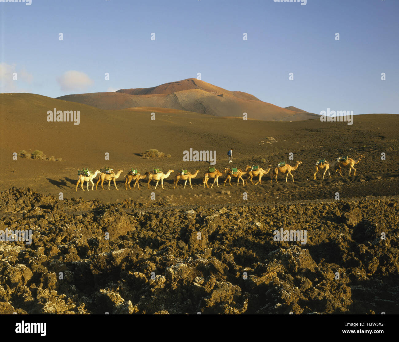 Spanien, Lanzarote, Feuer, Berge, Kamele, Kamel Wohnwagen, Wohnwagen, Vulkan Landschaft, Stockfoto
