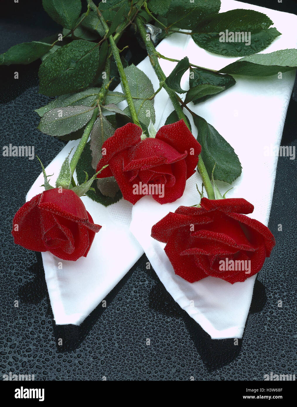 Tuch, weiß, Rosen, drei, Tropfen Wasser, Blumen, Blüten, Blüte, rot, rose, Blüten, Pflanzen, kulturelle Rosen, Produktfotografie, Still Life, Liebe, Bewunderung Stockfoto