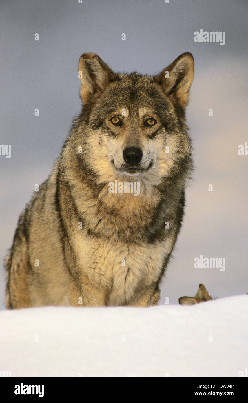 Grauer Wolf, Canis Lupus, Winter, wildes Tier, Säugetiere, Säugetier, Raubtiere, Raubtier, Carnivora, Doggy, Canidae, Wolf, Schnee, draußen Stockfoto