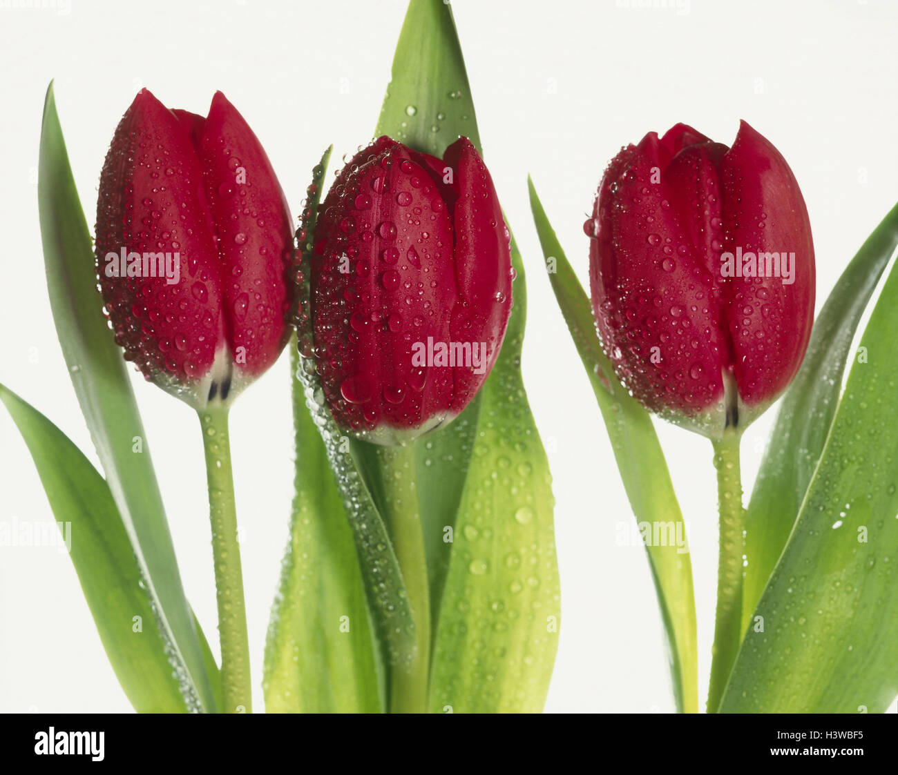 Tulpen, rot, drei Tropfen Wasser Tulipa spec, Blüten, Tropfen Wasserpflanzen, Blumen, Zierpflanzen, Zwiebelpflanzen, Lilie Pflanzen, Frühlingsblumen, Schnittblumen, Zierpflanzen, Blüte, Blüte, Garten Tulpen, Tulpe Hybrid, Tulpe blüht, nass, feucht, fr Stockfoto