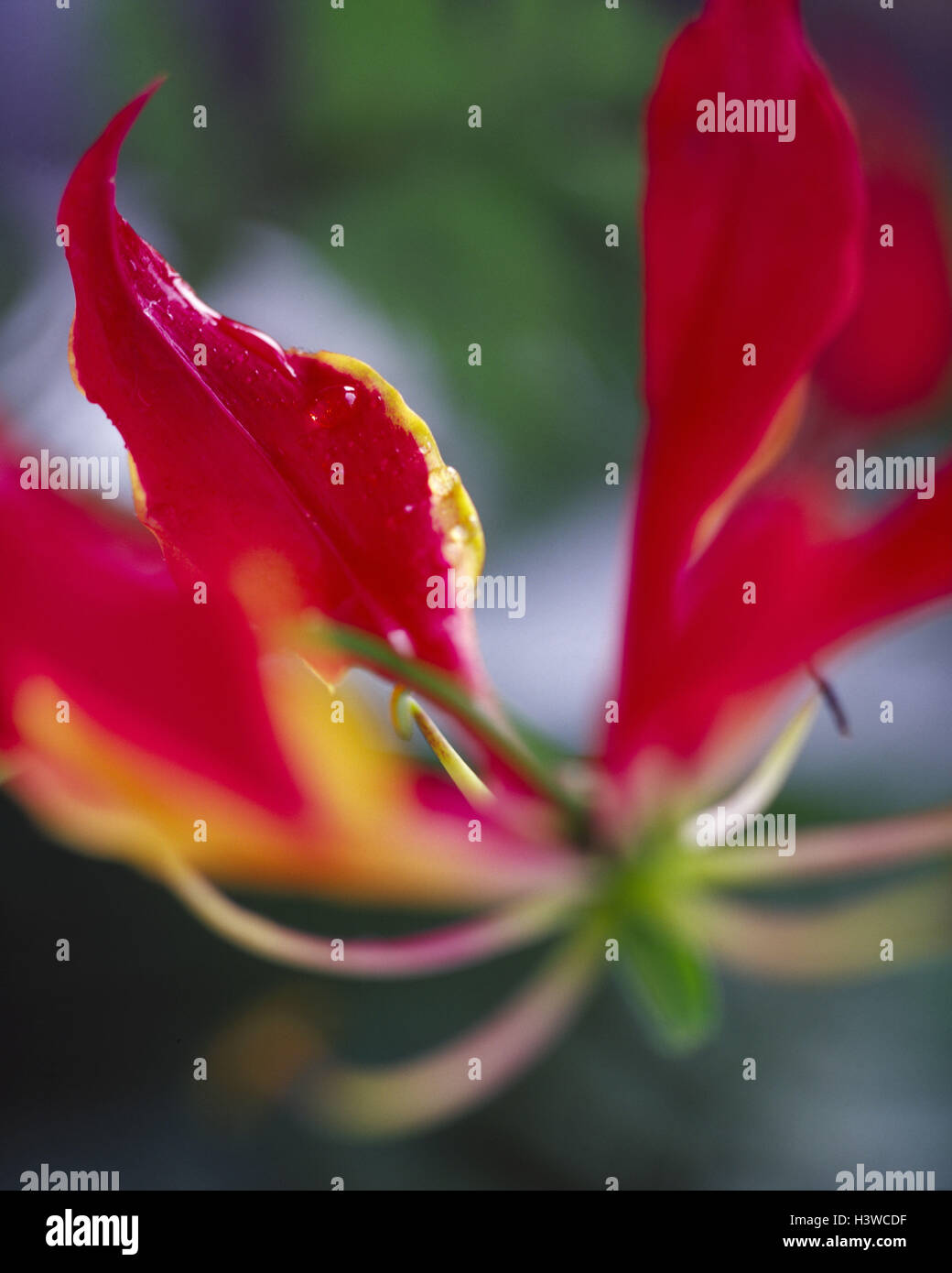 Gloriosa Rothschildiana Stockfotos und bilder Kaufen Alamy