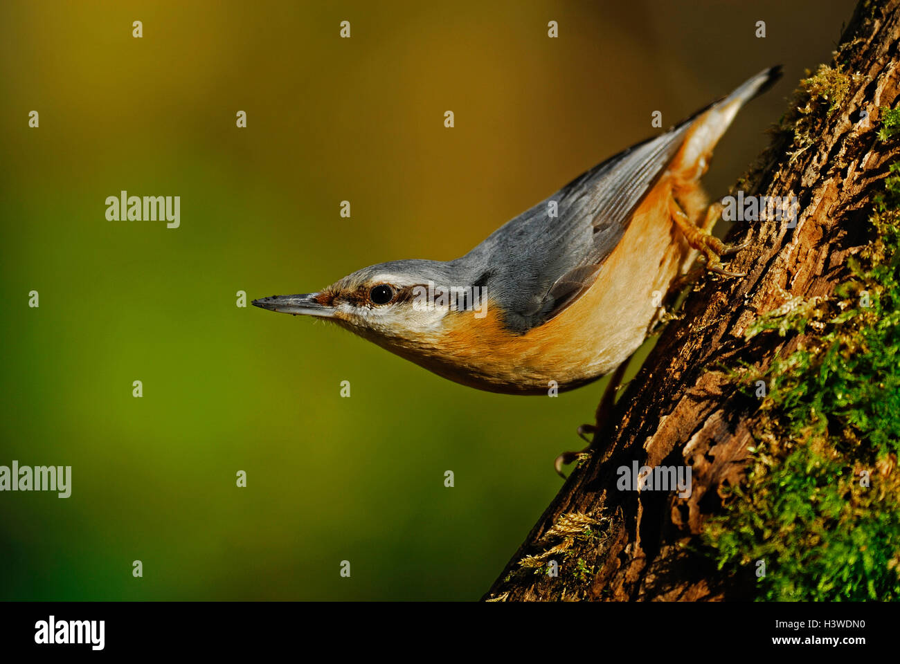 Kleiber auf einem faulenden Baumstumpf im Wald, West Dorset, UK Stockfoto