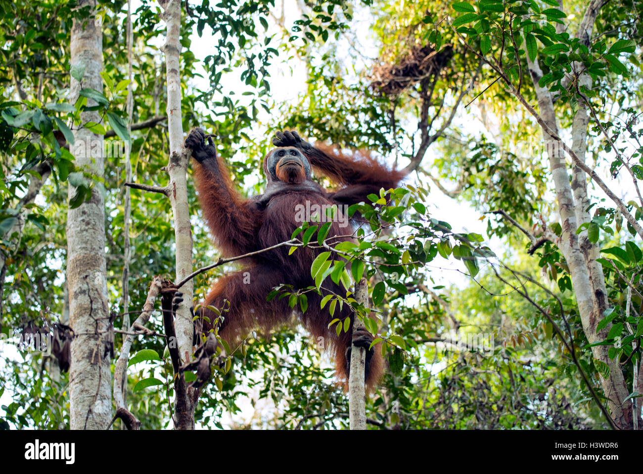 Orang Utan in einem Baum, Tanjung Puting Nationalpark, Kalimantan, Indonesien Stockfoto