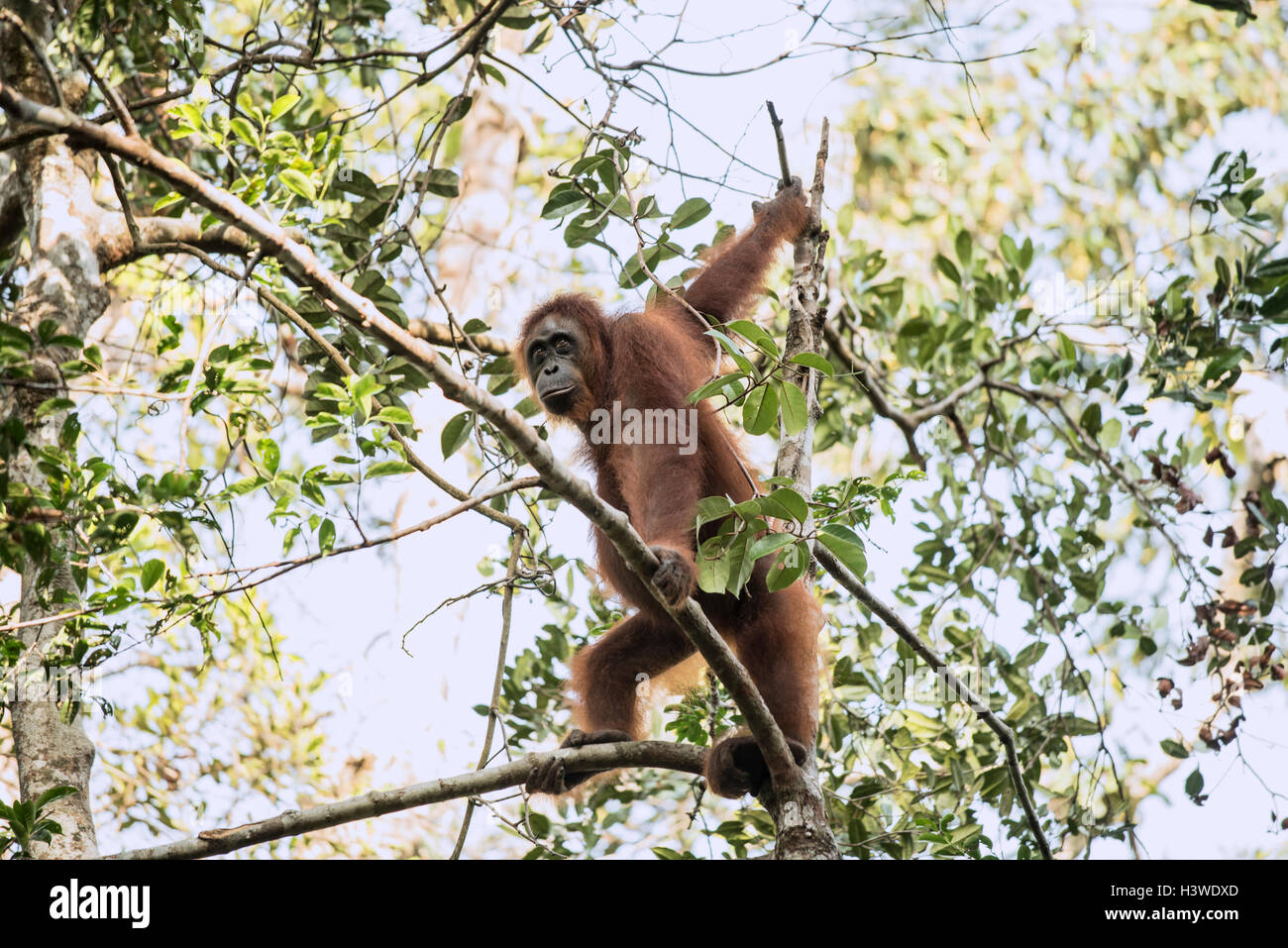 Orang-Utan in einem Baum, Tanjung Puting Nationalpark, Kalimantan, Indonesien Stockfoto