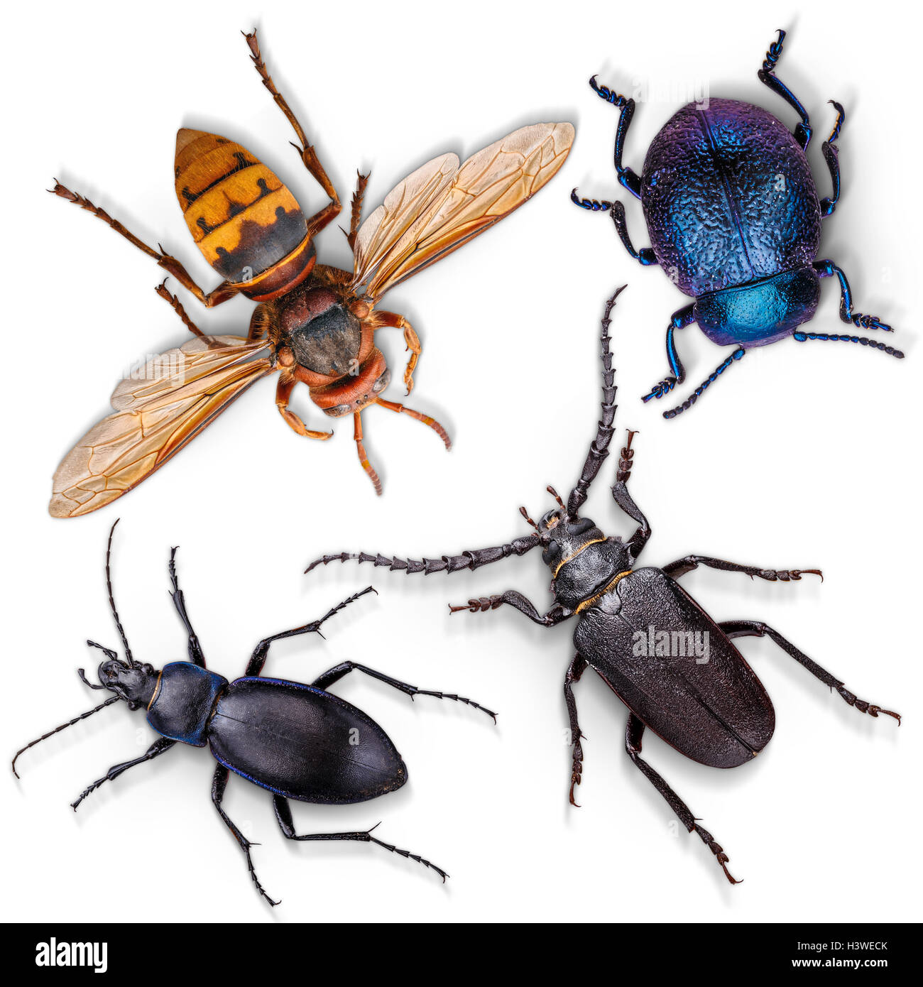 Satz von Insekten auf weißem Hintergrund Stockfoto