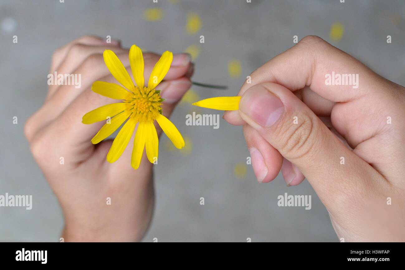 Frauenhand ziehen Blütenblätter von einer Blume Stockfoto