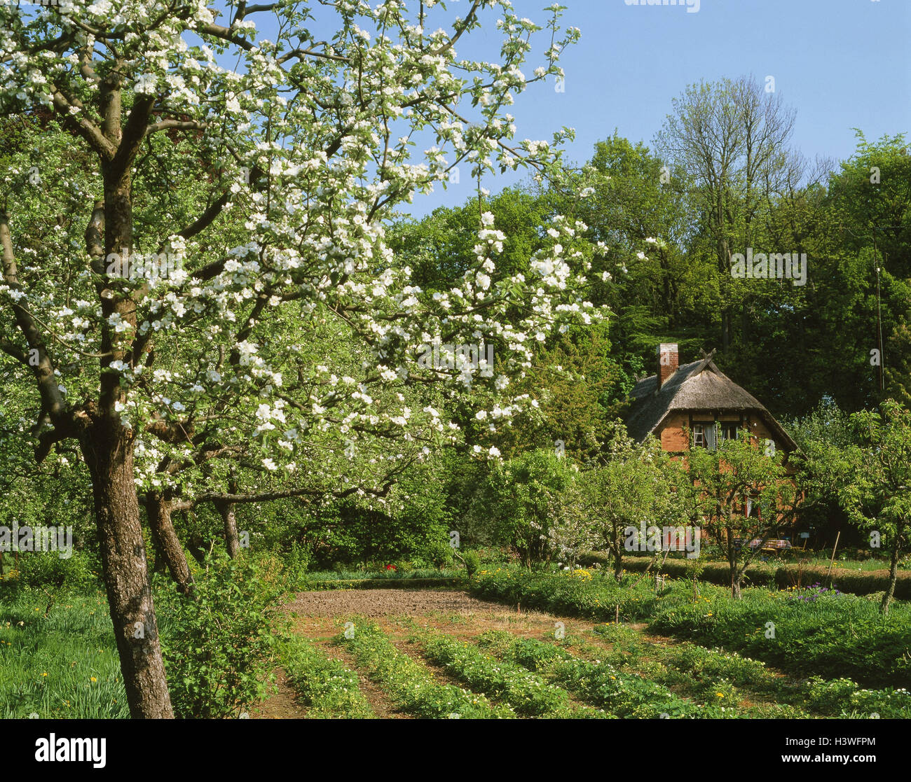 Deutschland Mecklenburg Vorpommern Insel Riems Wohnhaus Garten