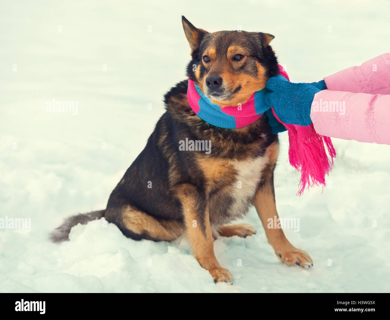 Frau binden einen Schal auf einen Hund im kalten winter Stockfoto