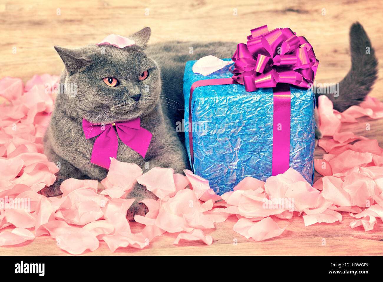 Katze auf die Rosenblätter in der Nähe von Geschenk mit lila Schleife und Bogen Stockfoto