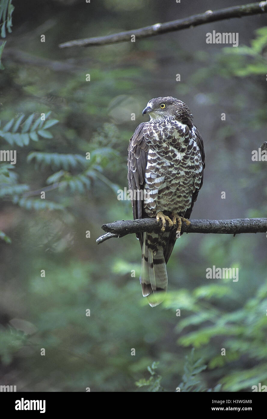 Wespe Bussard, Pernis Apivorus, Tiere, wilde Tiere, Vögel, Vogel, Raubvögel, Vogel Beute, Raubvögel, Vogel Beute, Bussarde, Bussard, Zweig Stockfoto