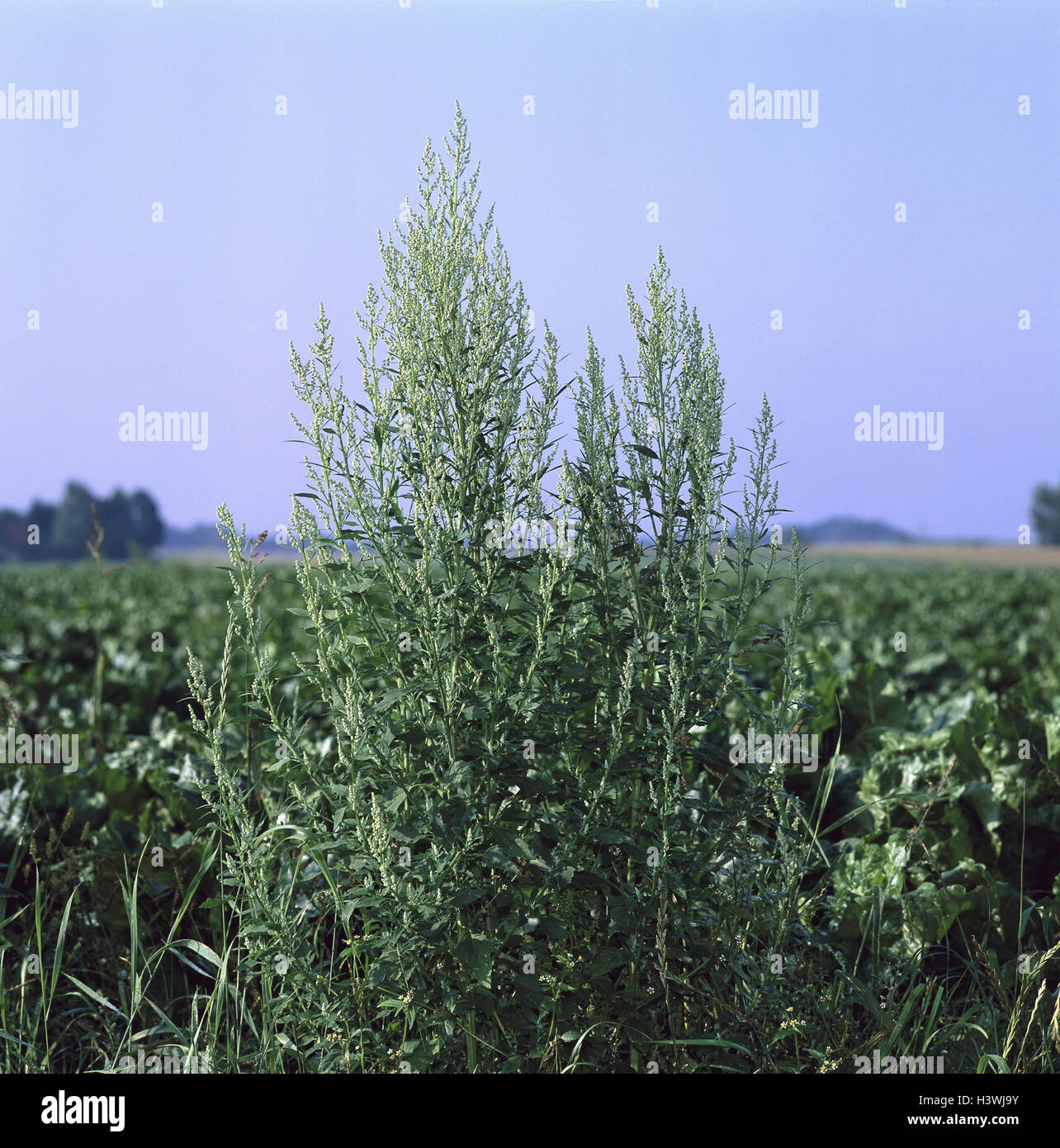 Landschaft, weiße Gans Fuß, Chenopodium Album L., Natur, Botanik, Flora, Wiese, Feld, Bereich Landschaft, Pflanzen, die Gans Fuß Pflanzen, Wildfplanzen, Feld von Unkraut, Unkraut, Sommer, draußen Stockfoto