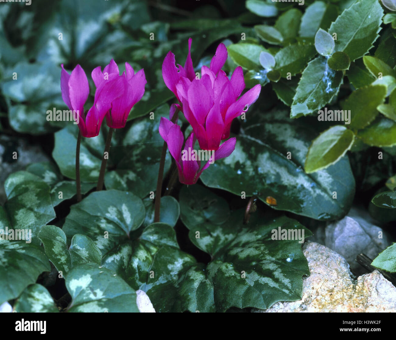 Alpenveilchen, Cyclamen Europaeum, Pflanze, Zierpflanze, Blumen, Veilchen, Alpenveilchen, Primel Pflanze, Cyclamen Persicum, Blüten, lila Stockfoto