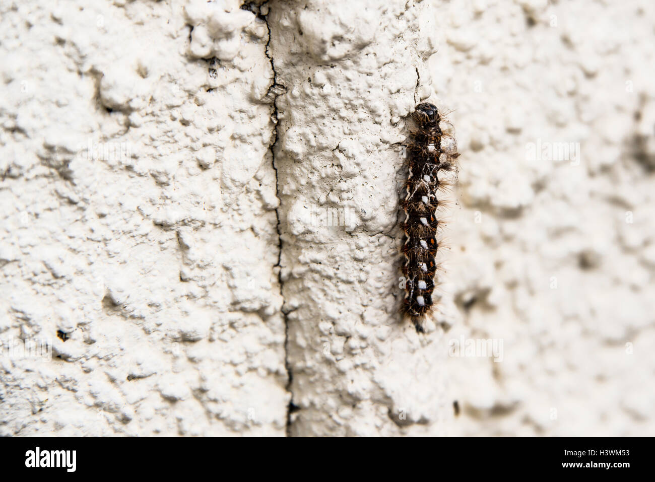 Knot Grass Moth Raupe Stockfoto