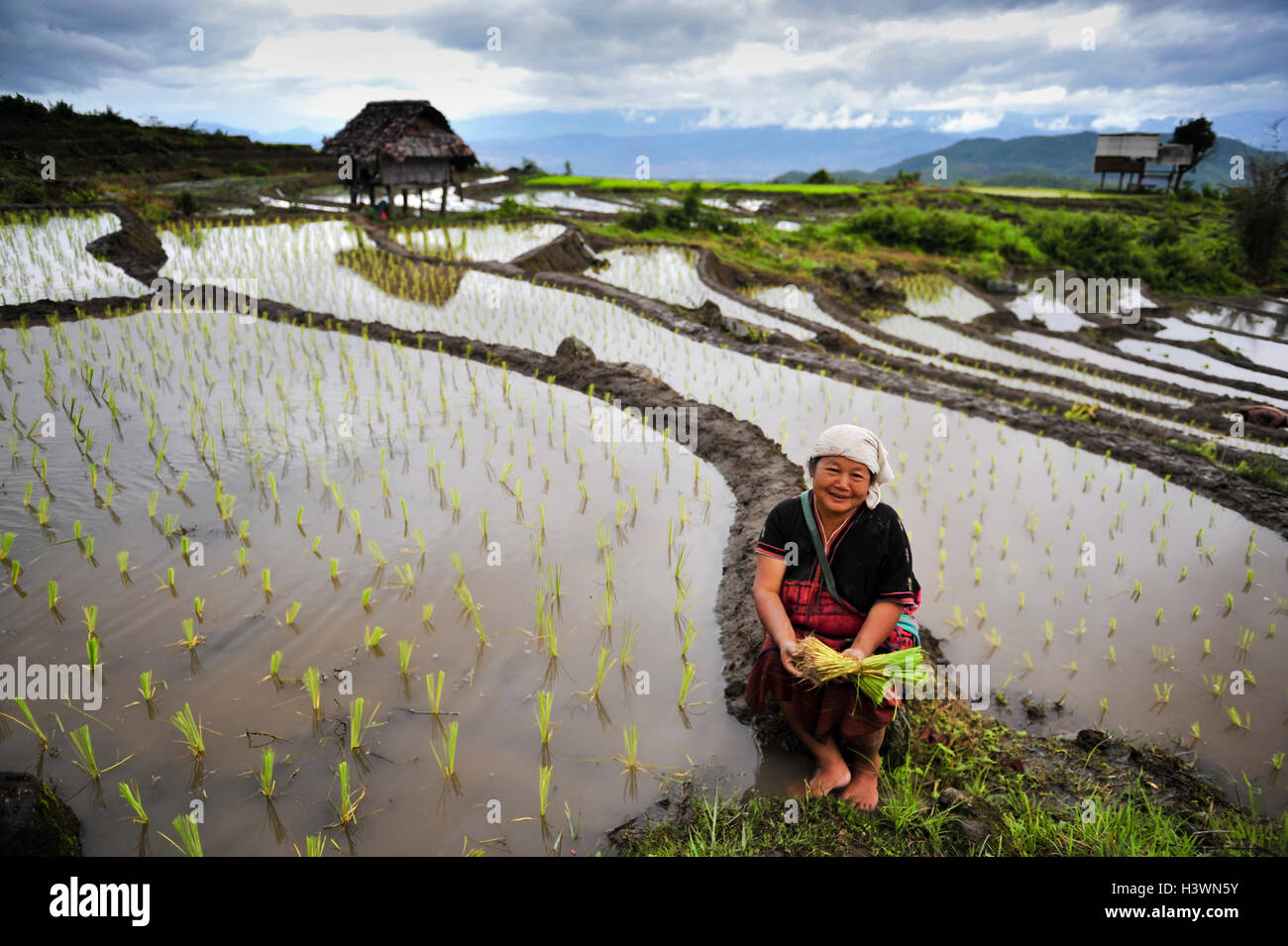 Porträt einer reifen Frau arbeitet in einem terrassenförmig angelegten Reisfeld, Thailand Stockfoto