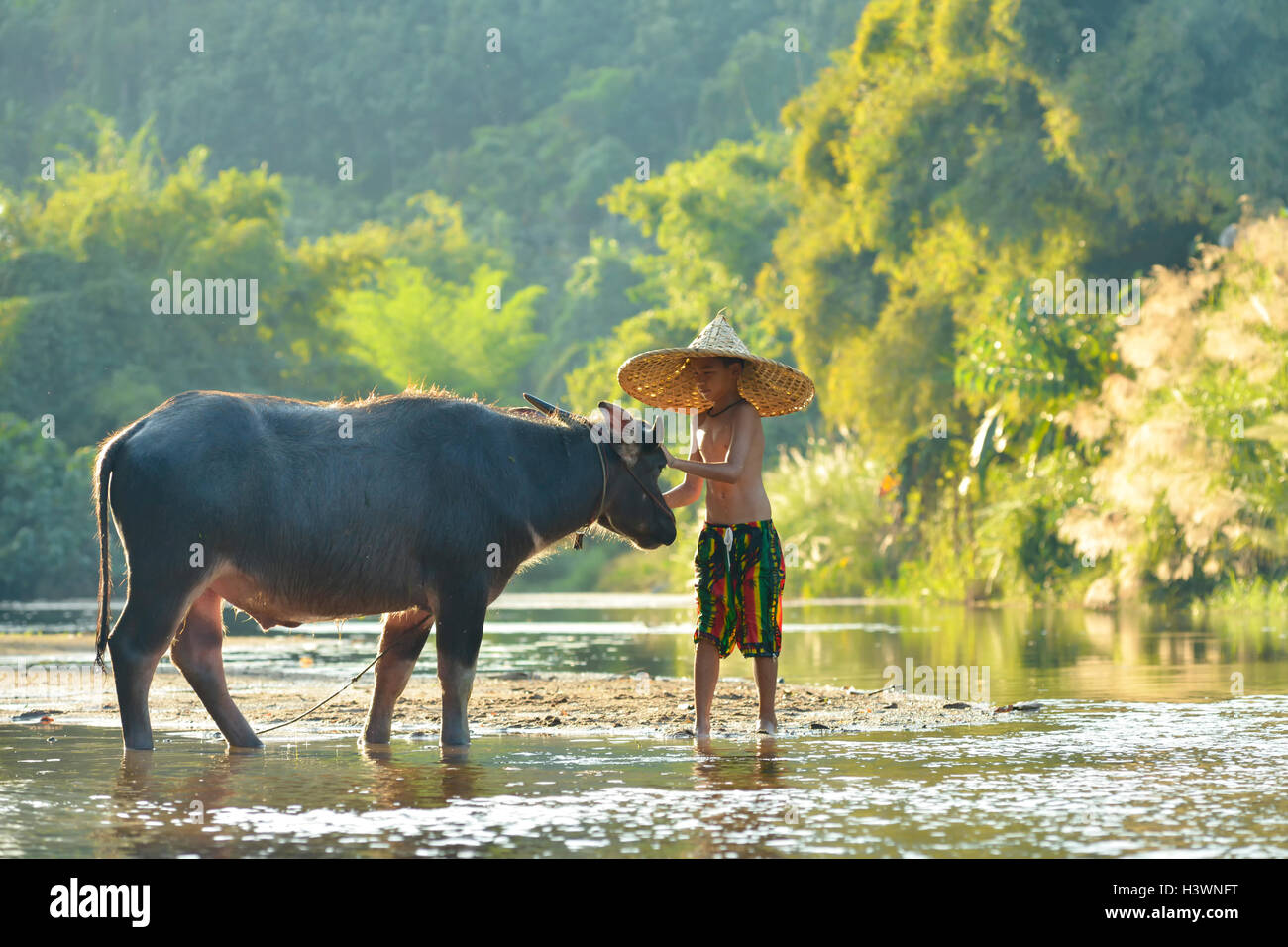 Junge stand im Fluss mit Buffalo, Thailand Stockfoto