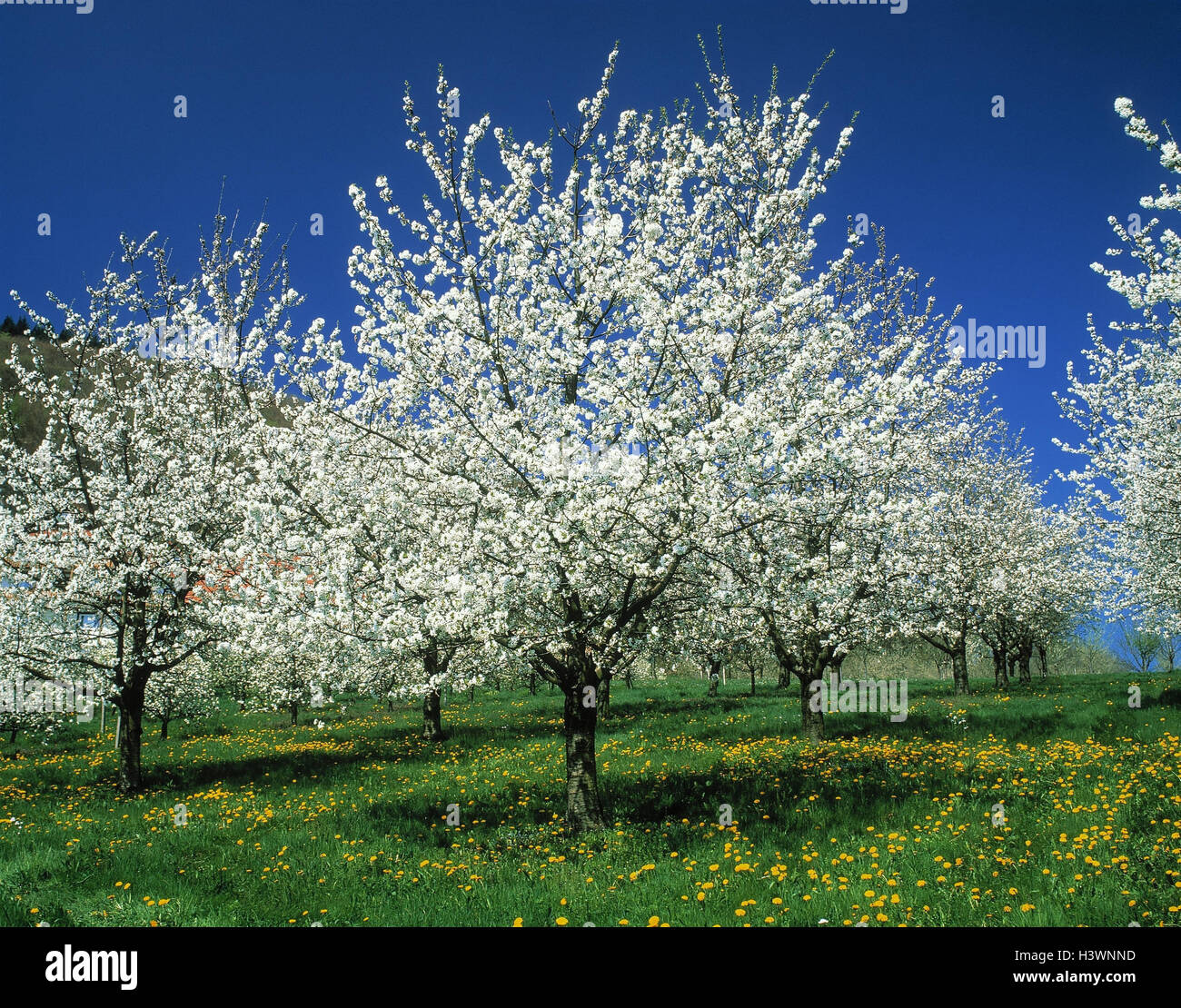 Frühling, Kirschbäume, Blüte, weiß, Wiese, Blumenwiese, Obstbäume
