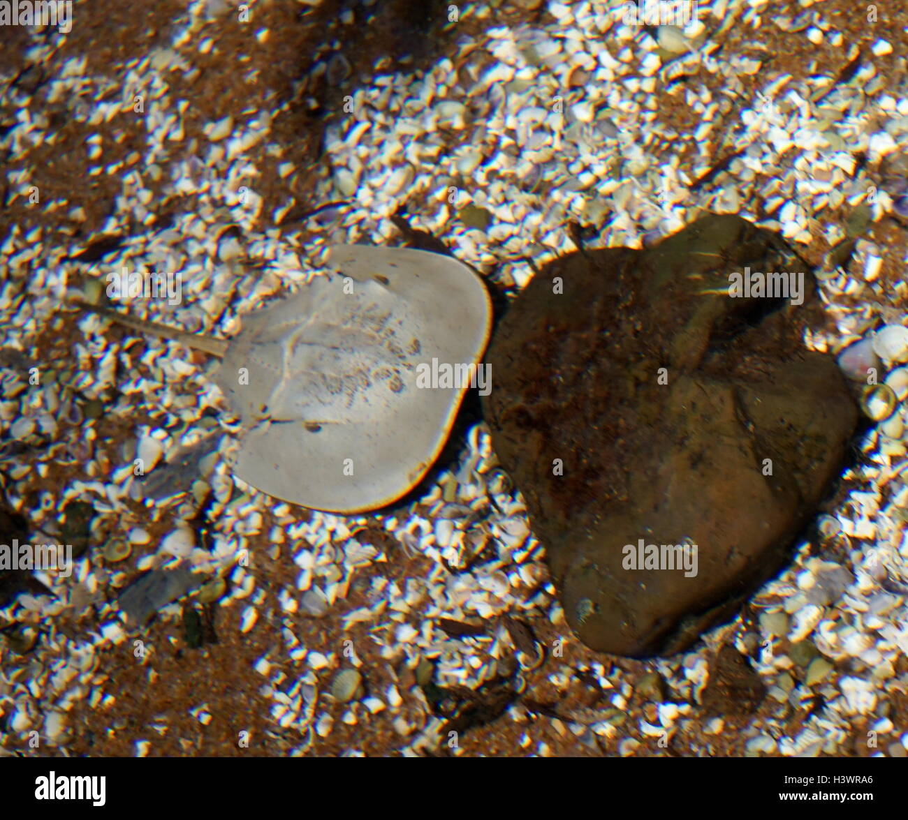 Pfeilschwanzkrebse sind marine Arthropoden der Familie Limulidae und bestellen Xiphosura oder Xiphosurida, die primär in und um seichte Meer Wasser auf weichen, sandigen und schlammigen Böden leben. Stockfoto