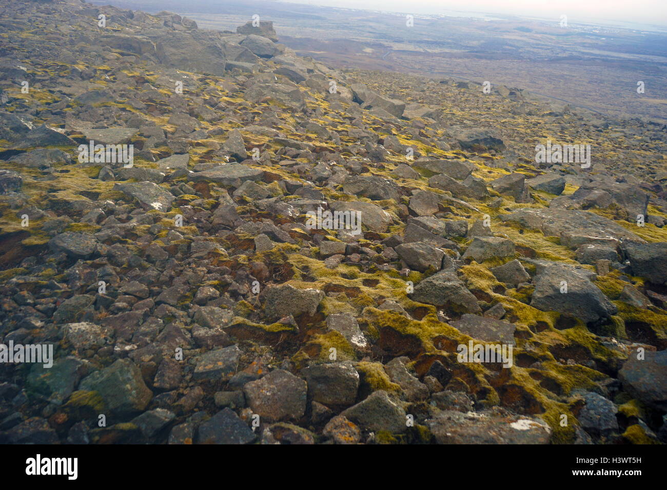 Proben von Moos und Algen auf Vulkangestein, Island. Vom 21. Jahrhundert Stockfoto