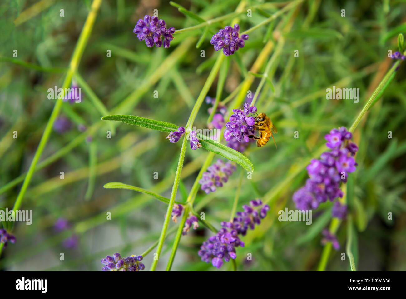 Bild von Garten Lavendel mit einer Honigbiene Nektar zu sammeln. Stockfoto