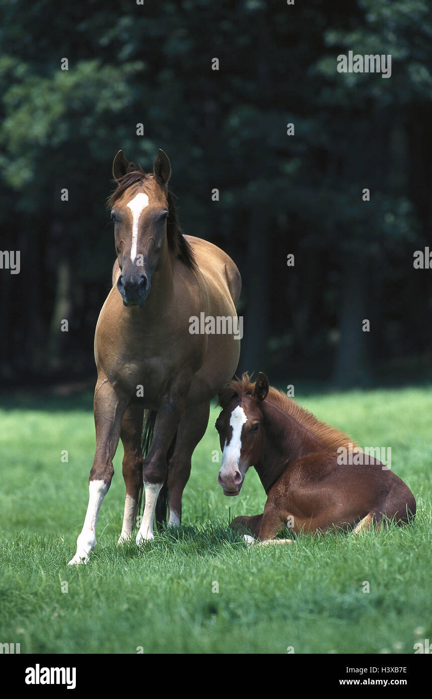 Gürtel, warmes Blut Pferde, Stute, Fohlen, Sommer, Paddock, Wiese, Tiere, Säugetiere, nutzen Tiere, uncloven-Huftiere, Pferde, Reiten-Tiere, Pferderennen, Warmblüter, Stute, Ständer, Jungtier, Sit, Zucht, Wiese Stockfoto