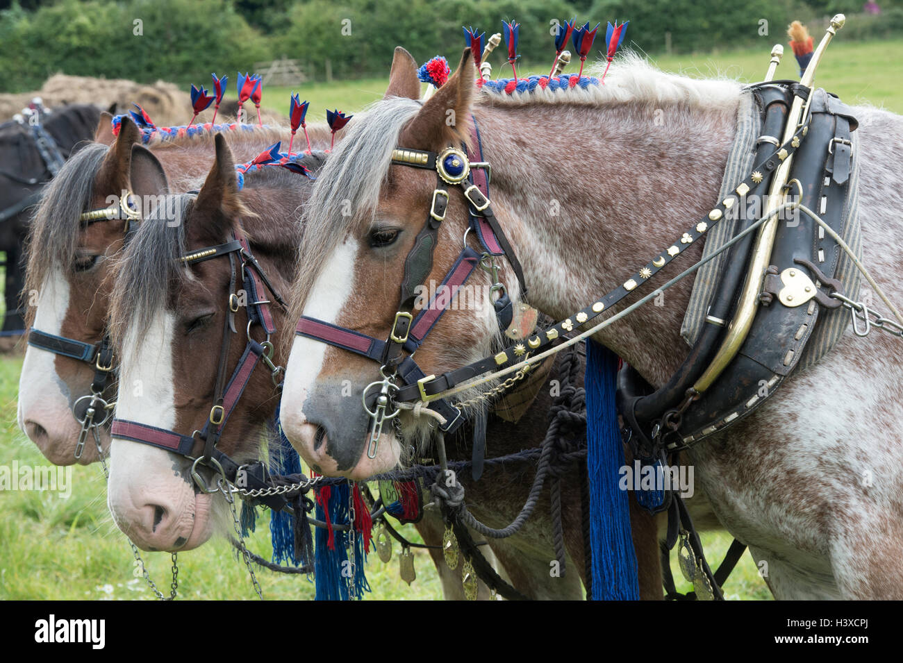 Clydesdale schwere Pferde in Weald und Downland Museum unter freiem Himmel, herbstliche Landschaft zeigen, Sussex, England Stockfoto