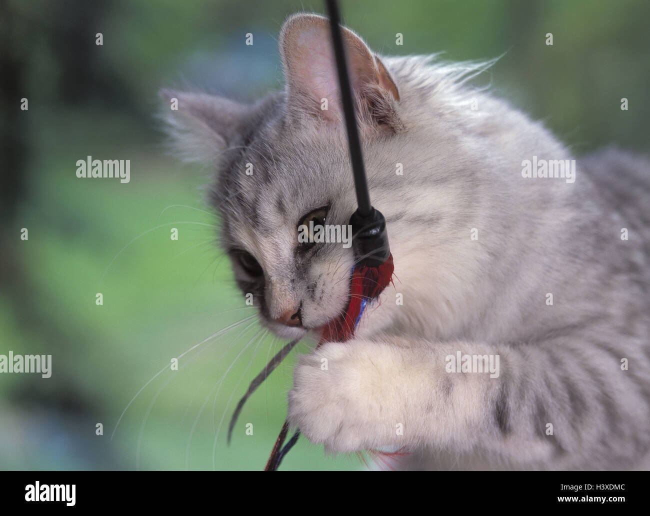 Sibirische Katze, jung, Katze Spielzeug, Haustier, Haustiere, Säugetier, Säugetiere, Kätzchen, Katze, Detail, Jungtier, Rennen, Rennen Katze, Federn, Kordeln, Spiel, Biss Stockfoto