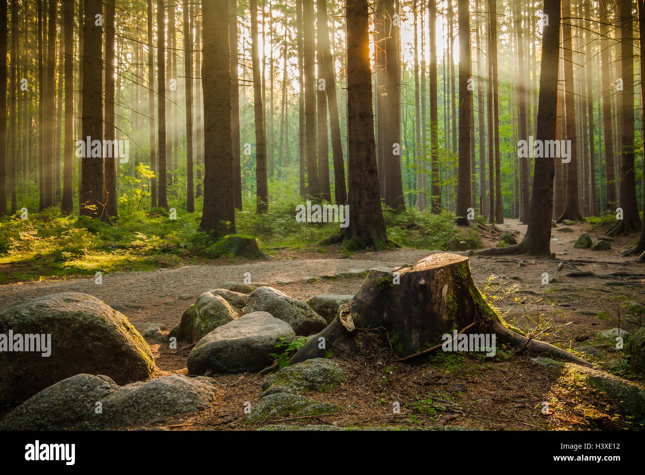 Schöne Strahlen der Morgensonne im grünen Wald. Stockfoto