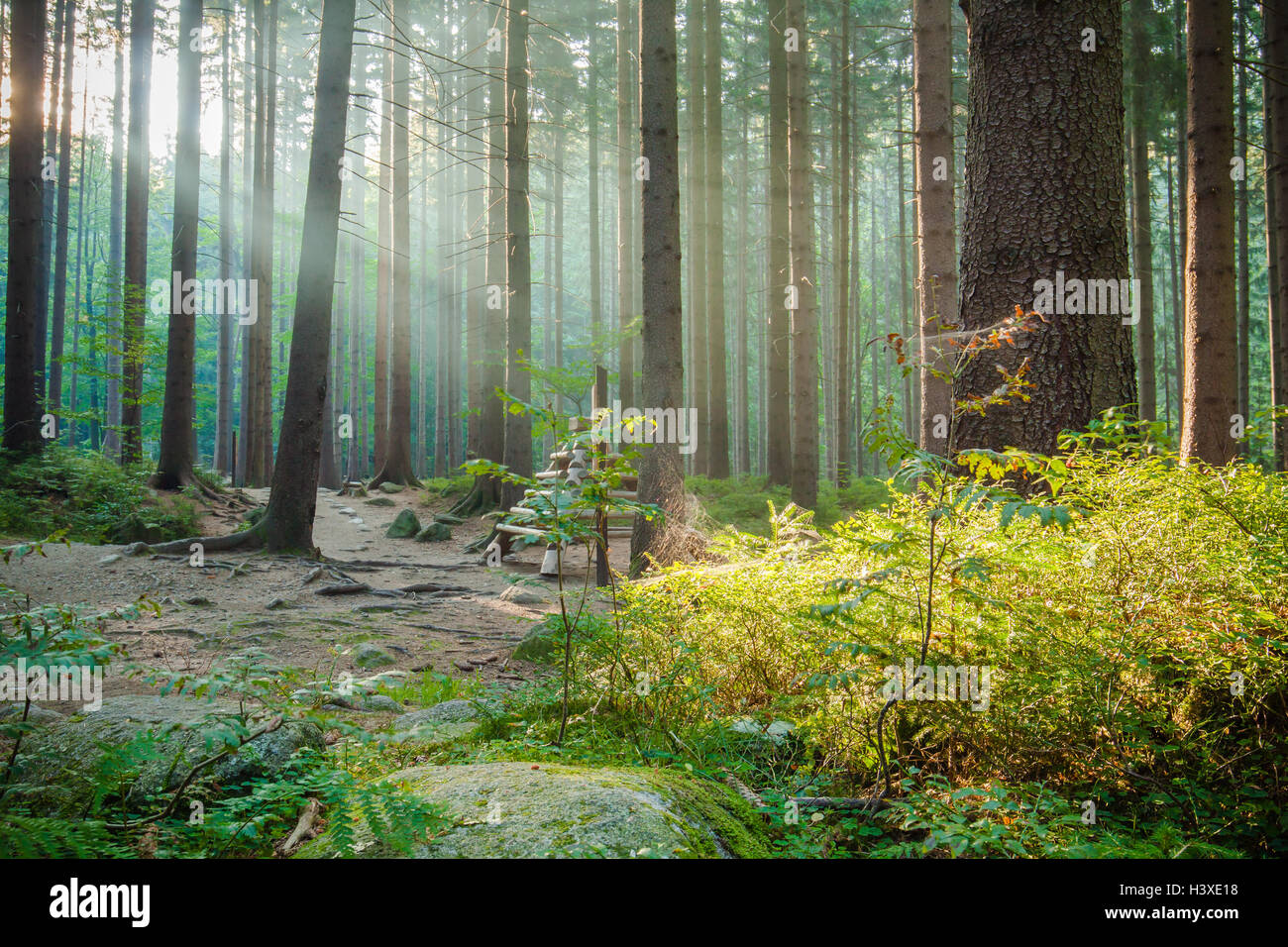Schöne Strahlen der Morgensonne im grünen Wald. Stockfoto