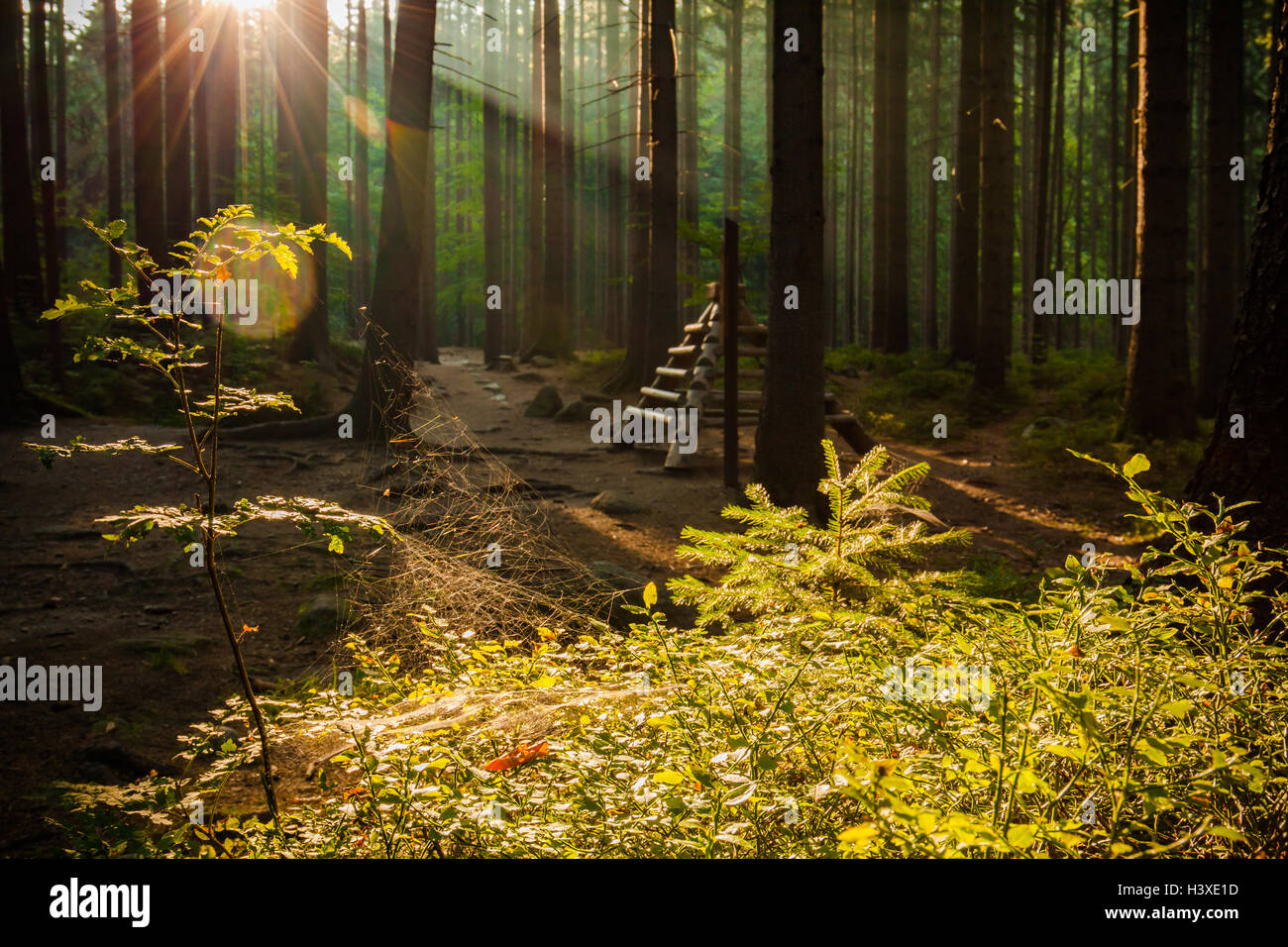 Schöne Strahlen der Morgensonne im grünen Wald. Stockfoto