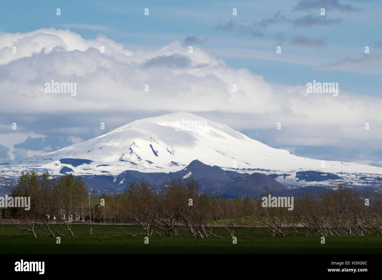 Wind geblasen Bäume in Bereichen unter Schnee bedeckt Hekla Stratavolcano Island Stockfoto