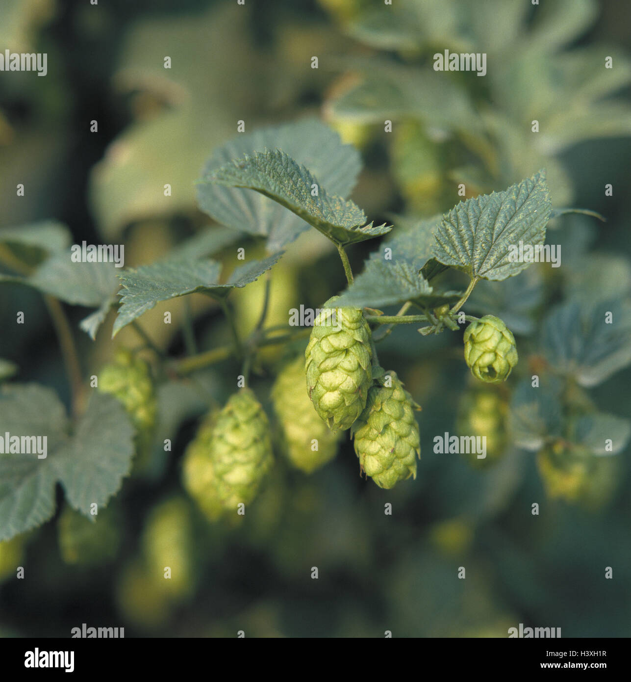 Hopfen, Humulus Lupulus, Detail, Dolden, Blüten, Hanfpflanze, Kletterer, Klettern, Pflanze, grün, Bier, Brauerei, Komponente, Pflanze, Nutzpflanze, Hop Dolden, Obst-Stecker Stockfoto