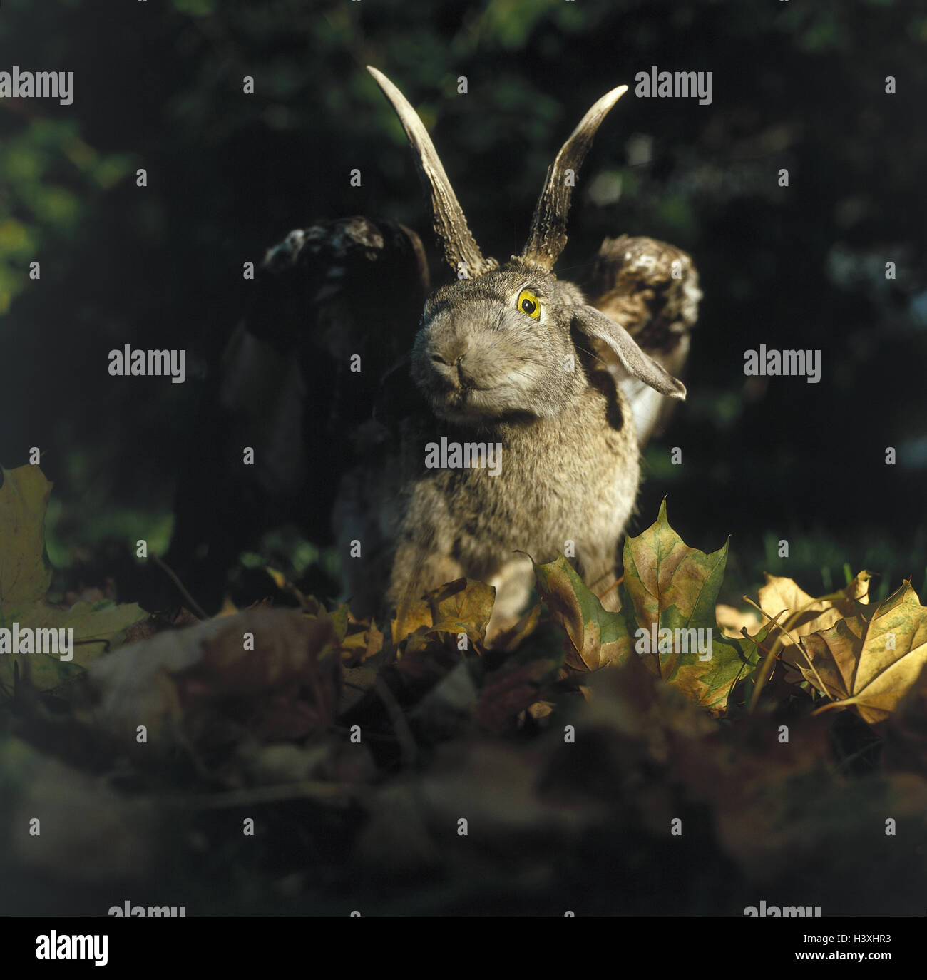 Wolpertinger, mythische Figur, Fabelwesen, in Bayern, Bayern, Aberglaube, Traditionen, Jagd, Holz, Laub, Blätter Stockfoto