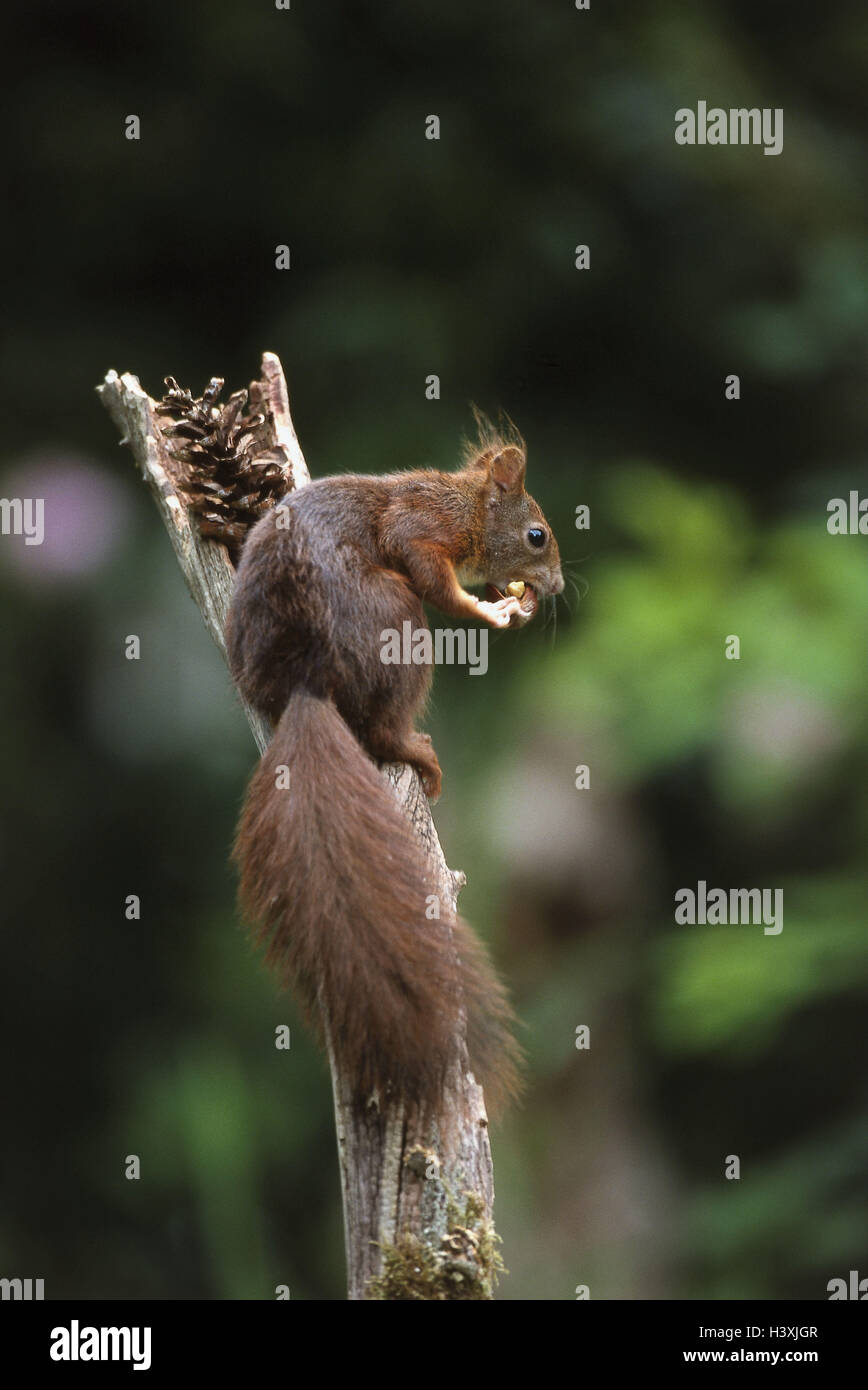 Zweig, Eichhörnchen, Sciurus Vulgaris, Essen, Holz, Tiere, Tier, Säugetiere, Säugetier, Croissant, Nager, Nagetier, Einnahme, Essen, draußen Stockfoto