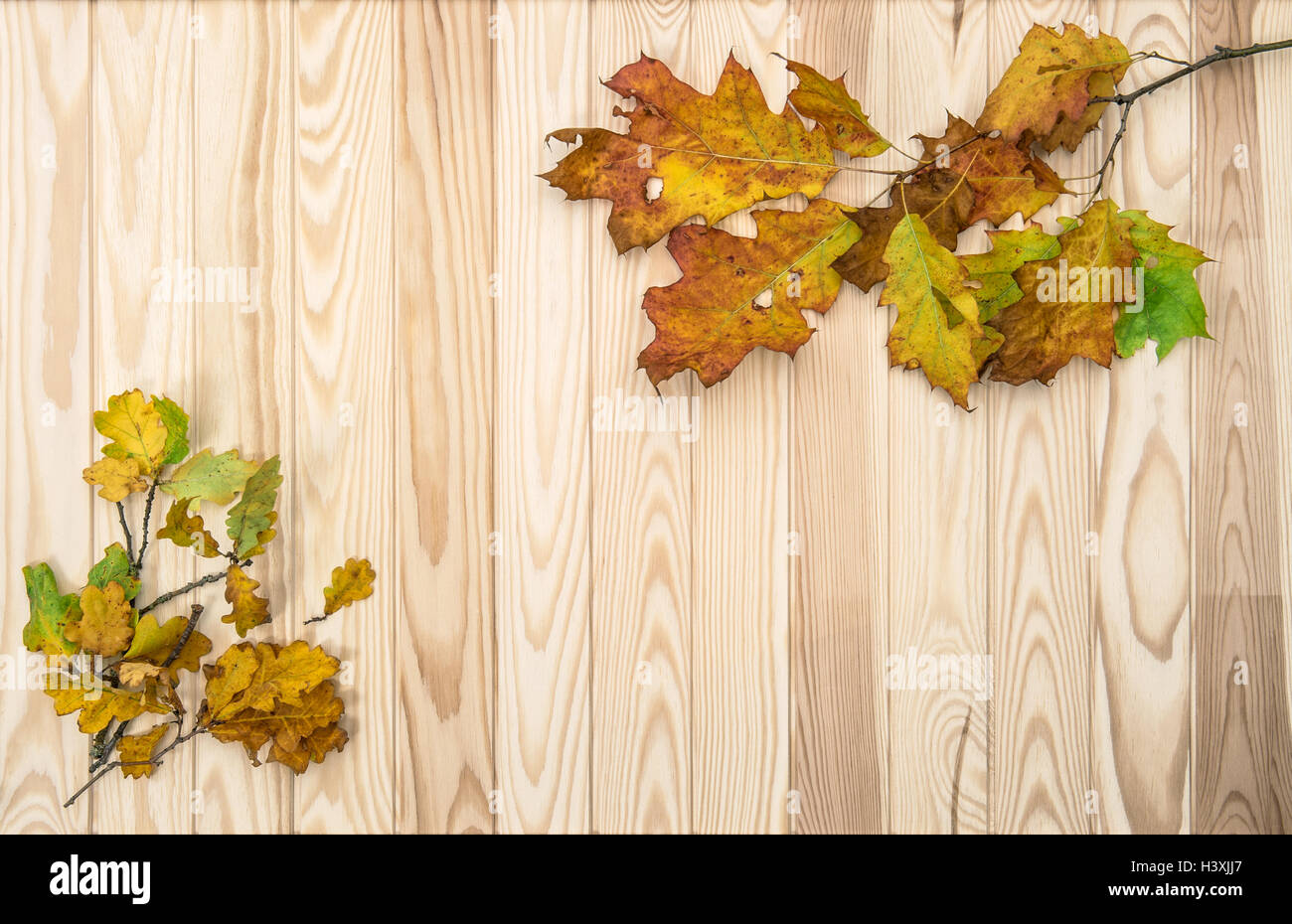 Herbst Hintergrund mit Eiche und Ahorn Blätter auf rustikalen Holz Textur Stockfoto
