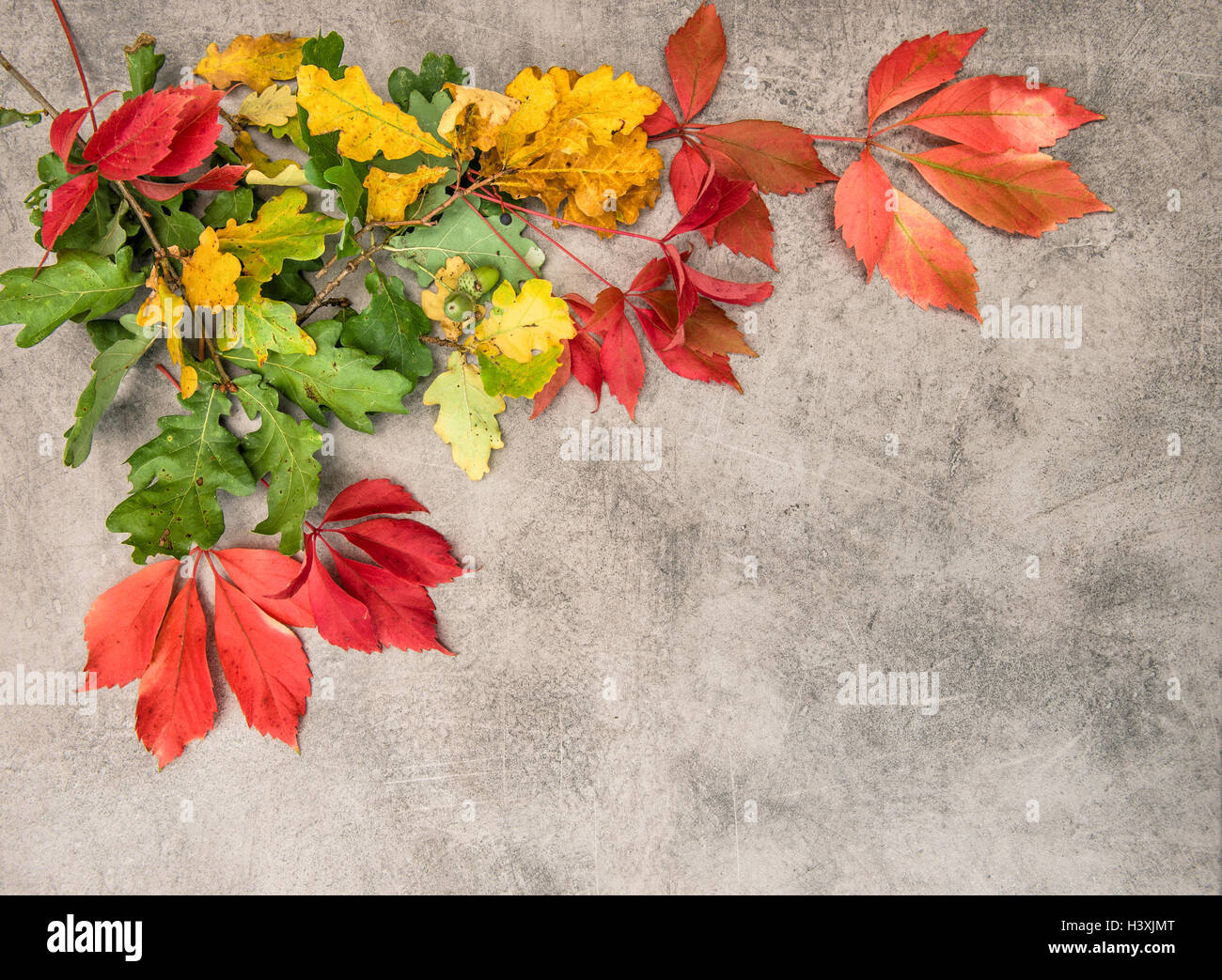 Gelb Blätter grün rot Eiche und Ahorn im Herbst auf Stein Grunge Hintergrund Stockfoto